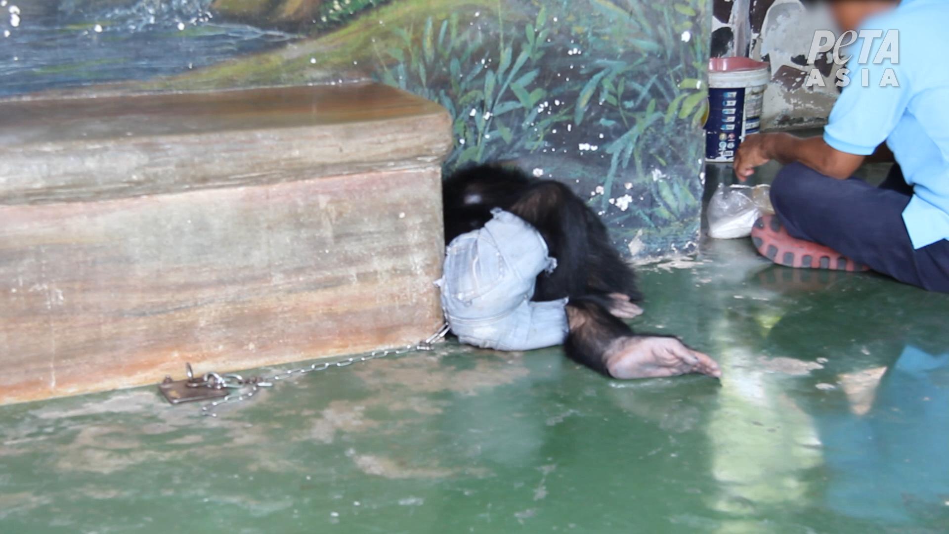 sad chimp