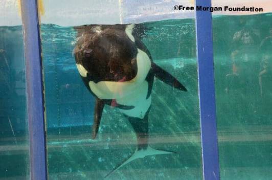 image of Morgan the orca