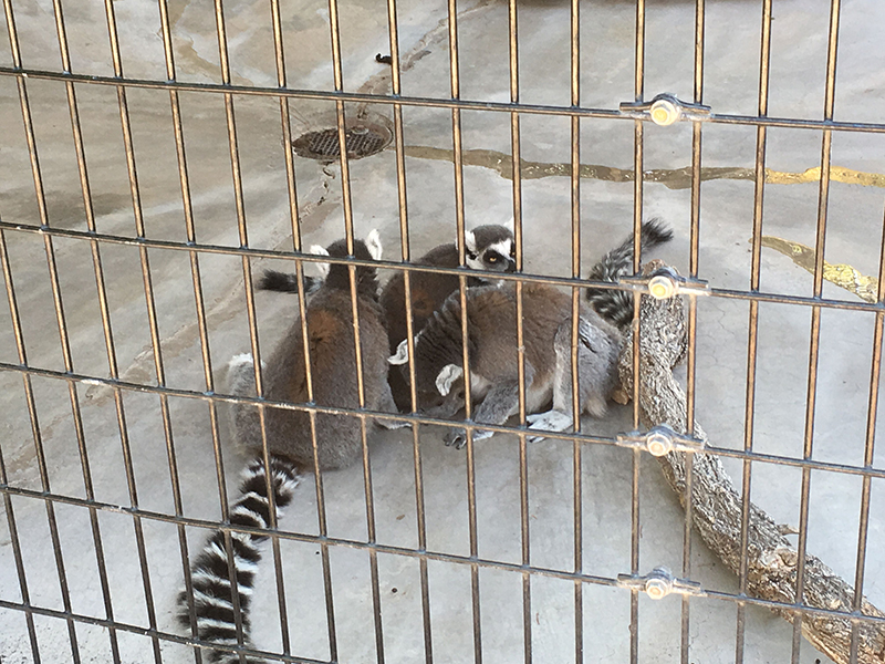 lemurs in corn crib cage