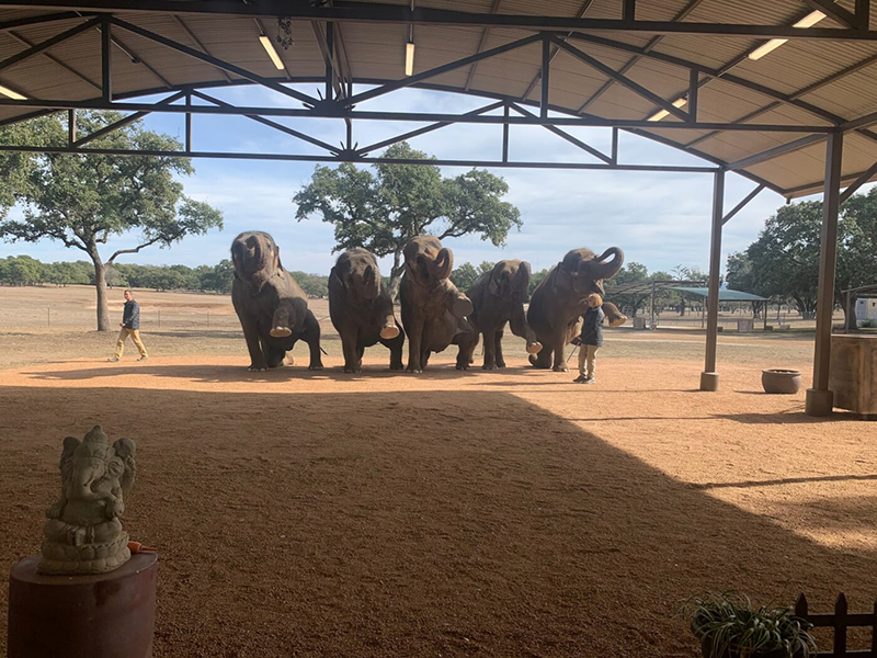 photo of elephants being forced to perform