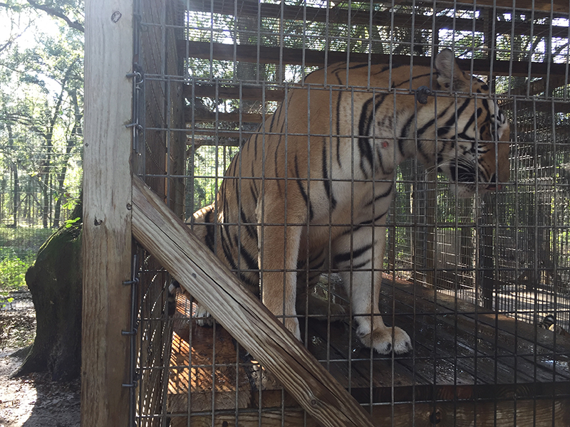 photo of tiger in cage