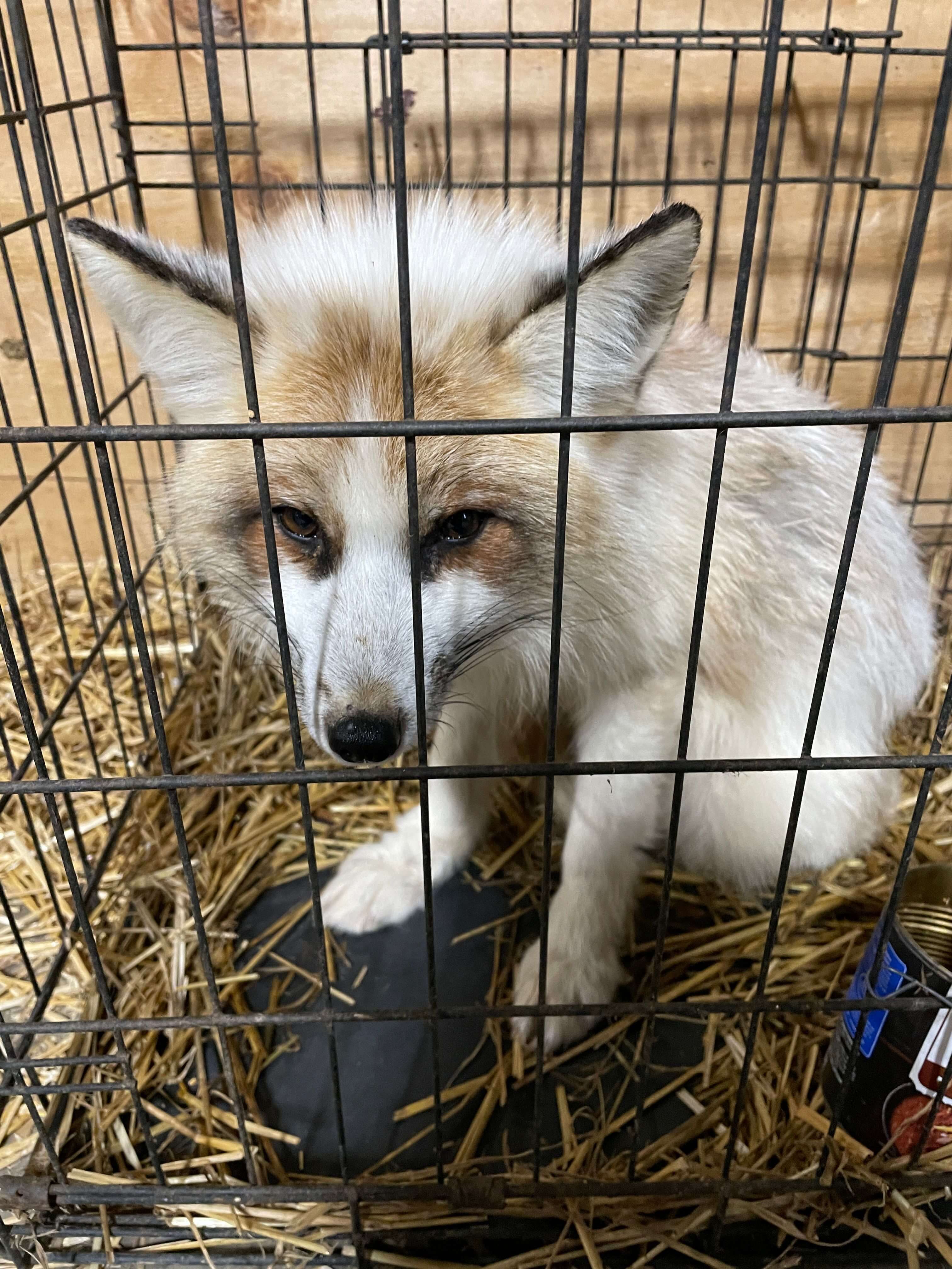 ENT white fox close up cmp ftc Federal Bills Would Allow DOJ to Take On Animal Exploiters: Urge Your Members of Congress to Sign On!
