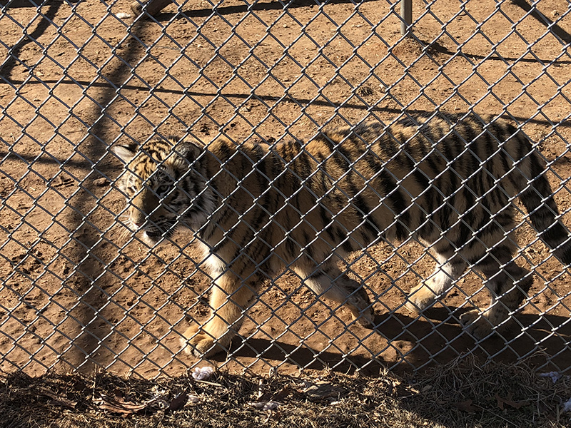tiger enclosure