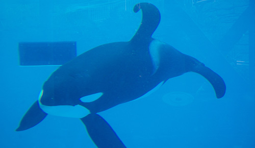 Captive Orca at SeaWorld