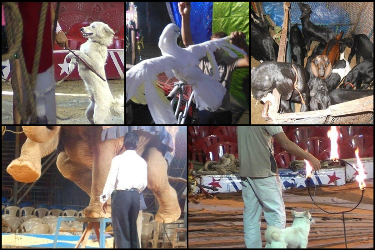 animals used in circus acts