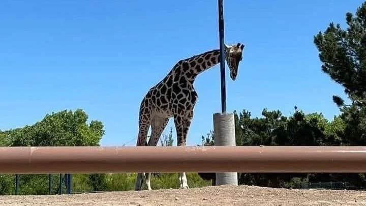 URGENT: Discuss Out for a Lonely Giraffe in Mexico! URGENT: Discuss Out for a Lonely Giraffe in Mexico!