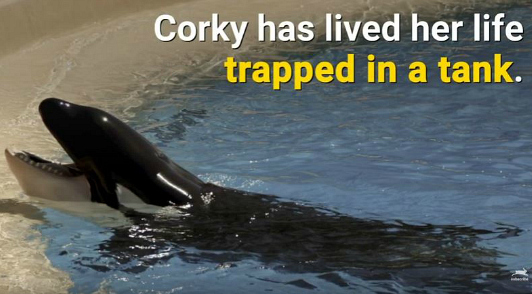 Help Corky