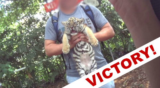 victory for big cats