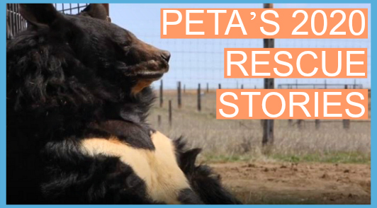 rescue stories from this year