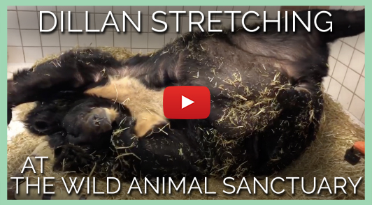 watch Dillan the bear in his new home