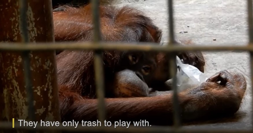 ENT Kat Orangutan Pata Zoo Thailand PO ftc Animals Are Still Suffering at Thailand’s Pata Zoo