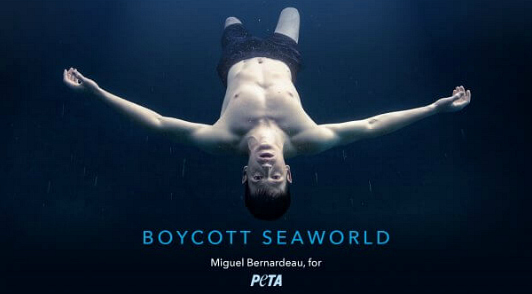 see the ad and help orcas