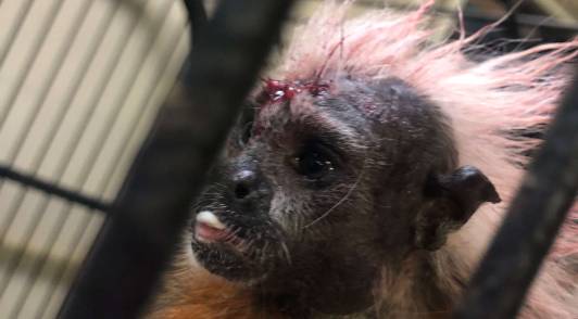 Image of a tamarin with a bloody gash on its head