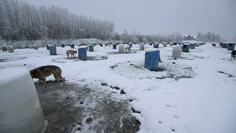Dogs residing at a kennel run by 2017 Iditarod champion Mitch Seavey. These dogs are chained up with only a plastic barrel for shelter.