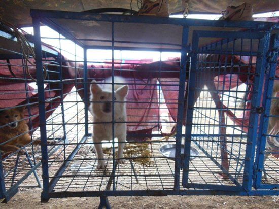 dogs in cages at moonlight circus