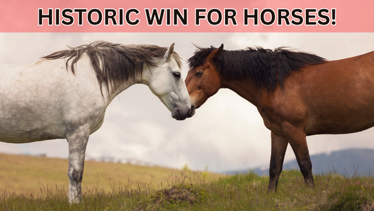 Victory image of happy horses