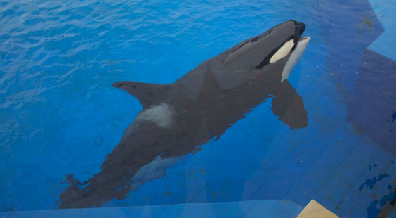 help orcas at SeaWorld