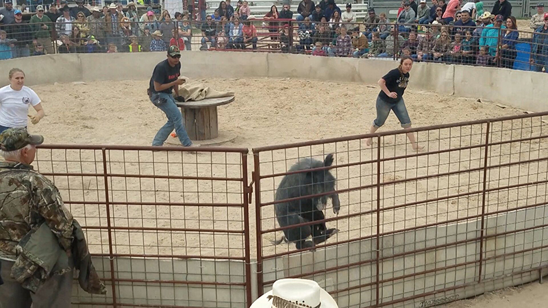 pig crashing into fence