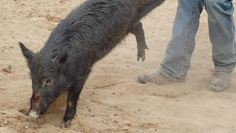 pig with open wound on snout