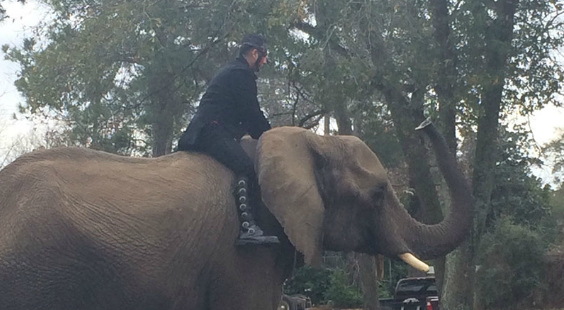 elephant rides