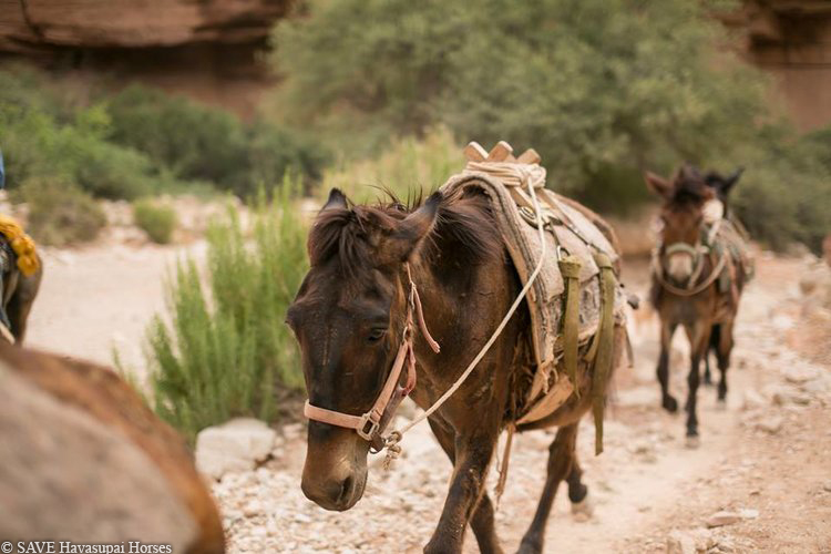 horses in despair