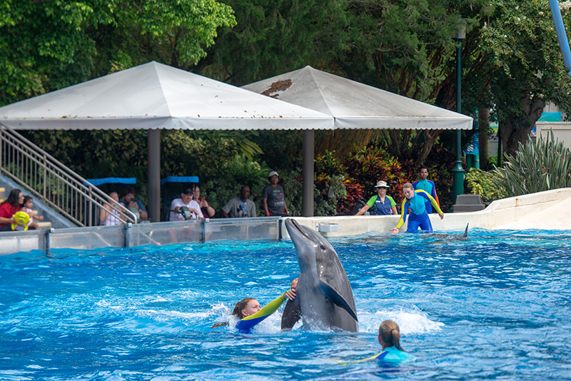 photo of dolphin at SeaWorld