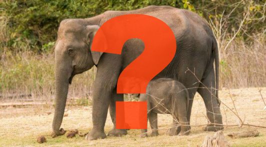 what is the ideal weight of an elephant