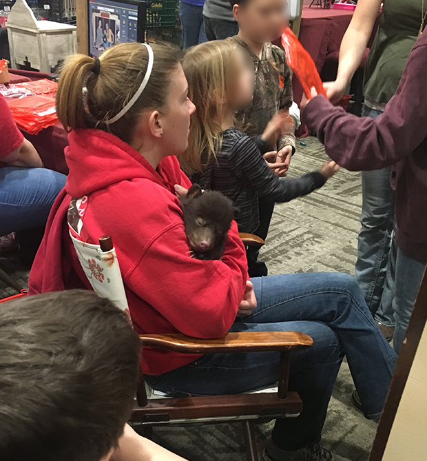 bear cub used for photo ops