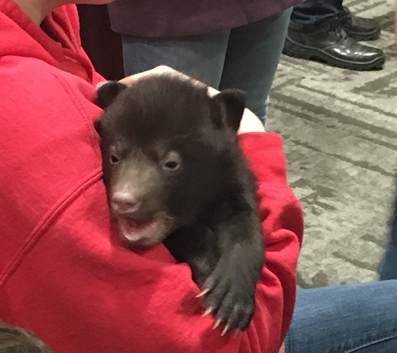 bear cub crying out in staff arms