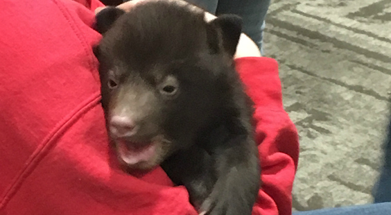 act now for bear cubs