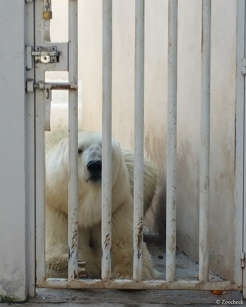 Yupik the Polar Bear in cage