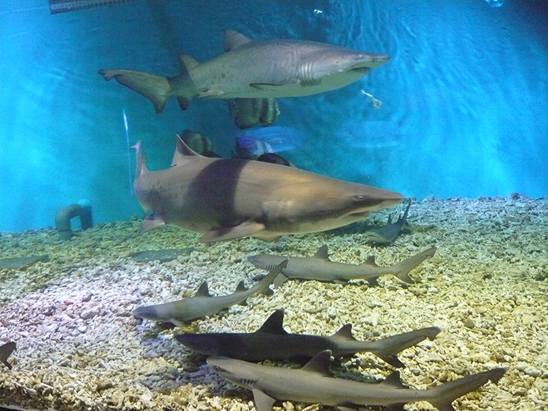 sharks at aquarium