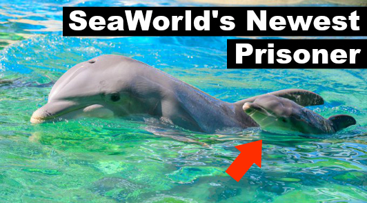 help animals at SeaWorld