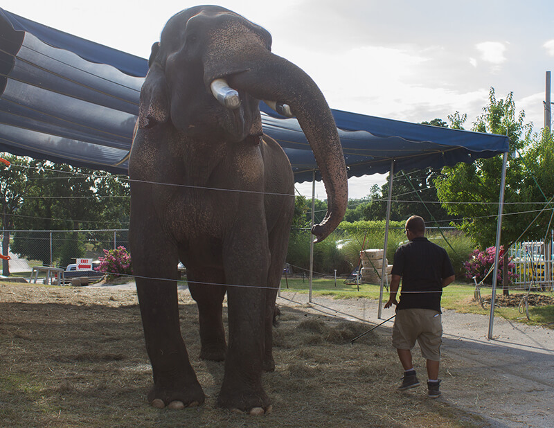 bo the elephant
