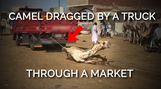 camel on ground tied to a moving truck