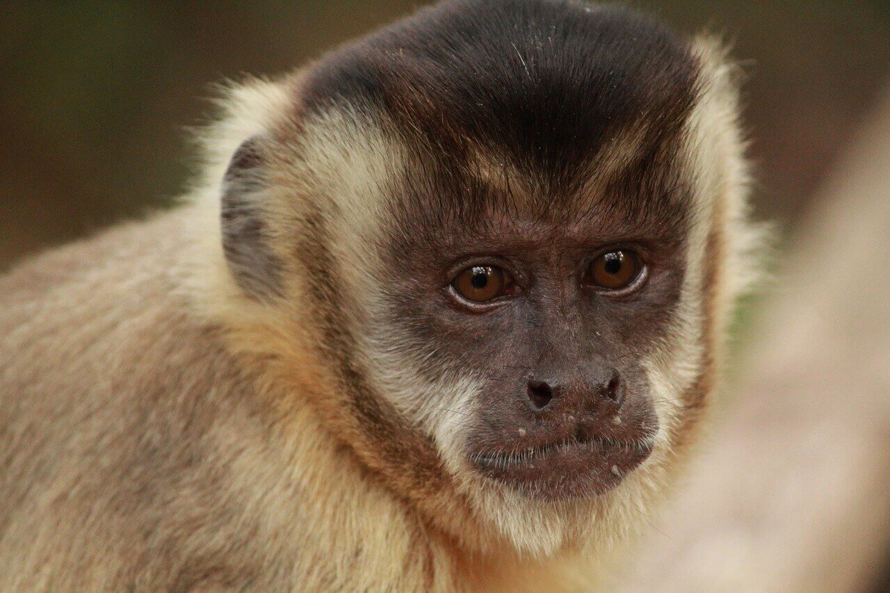 ENT capuchin monkey NC It’s Time for the LA Angels to Stop Using Monkeys for Entertainment!