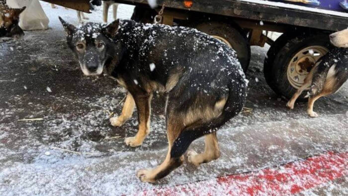 ENT dog standing by truck Iditarod PO CMP ftc Tell Blood Bank of Alaska to Stop Sponsoring This Deadly Dog-Sled Race