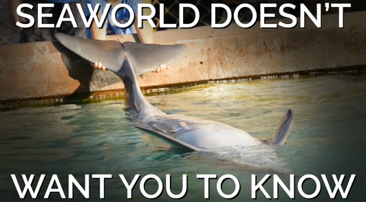 dolphin deaths at SeaWorld