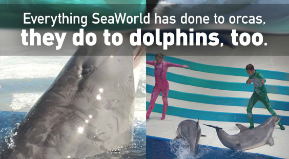 it is happening to dolphins too