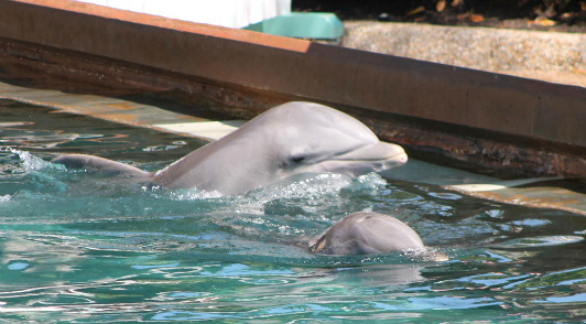 speak up for dolphins