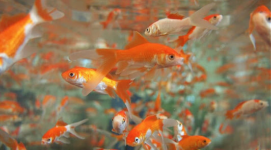 stop this cruel goldfish event