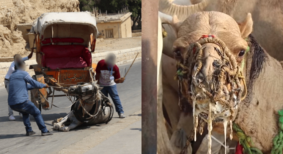 Help horses and camels