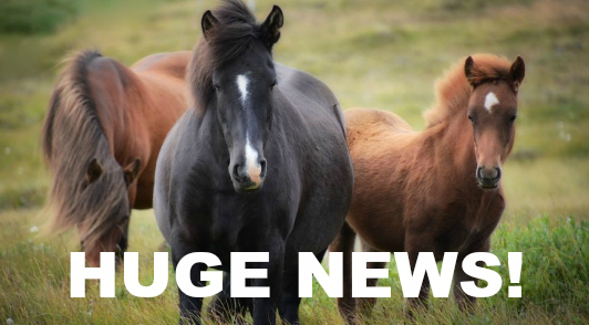 how you can help horses