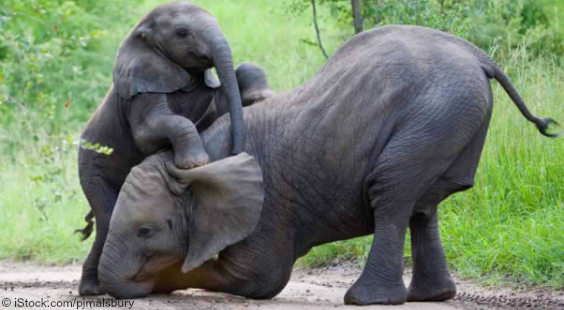 help elephants