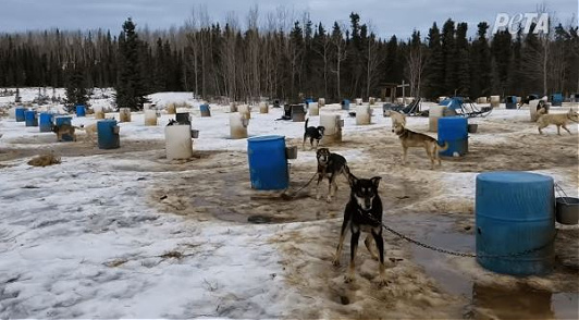 dogs exploited for the Iditarod