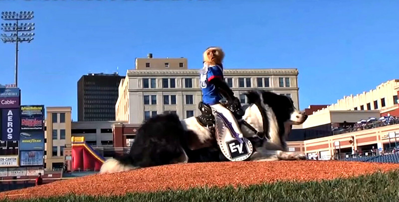 Voordierenblogger: In Amerika houden dierenbeulen 'monkey rodeo's ...