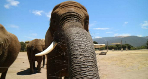 the problems with elephant exhibits