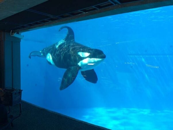 Orca confined to small tank