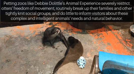 Debbie Dolittle Petting Zoo
