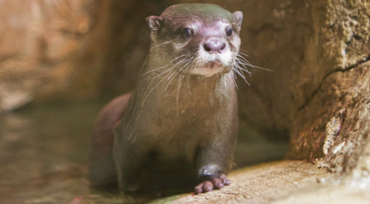 otter at SeaQuest